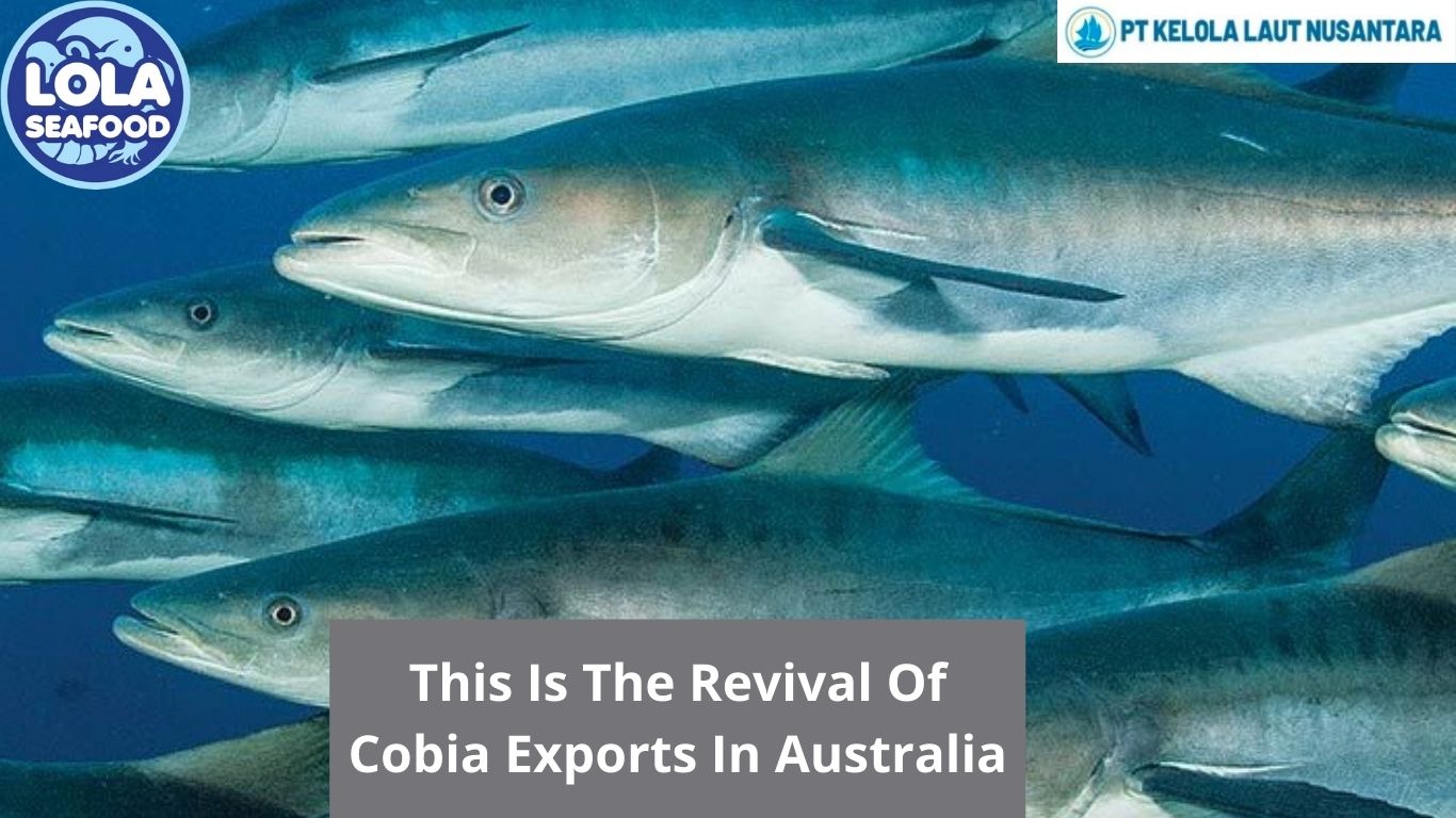 This Is The Revival Of Cobia Exports In Australia